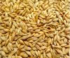 Barley Feed