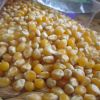 White and Yellow Corn