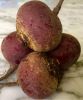 Fresh Beetroot