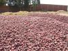 Fresh Red Onion