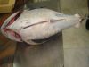 Sell Frozen Yellowfin Tuna W/R, G/G, H/G, Loins