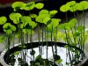 Gotu Kola Powder, Extract, Concentrate, Plant Extract, Capsules