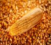 Corn for animal feed