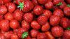 Frozen / freeze dried Strawberry, Berries, IQF Mango, PineApple