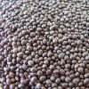 Wholesale and Discount Rape Seeds / Canola Seeds Available...