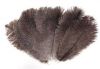 Natural Ostrich Feathers