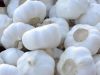 white Garlic