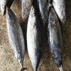 Frozen Skipjack Tuna Fish