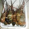 Frozen Lobster