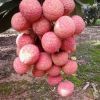 Fresh Lychee /LITCHI/LITCHEE