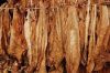 shisha Tobacco Leaves for sale in uk