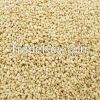 Organic sesame seeds