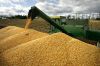 Yellow Corn and White Corn/ Yellow Maize for Animal Feed or Human