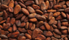 Best selling Cocoa Beans