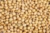 Selling Soya Beans (Nigerian Origin)