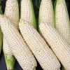 white Corn