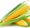 Yellow Corn Whole Seed