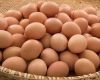 Fresh Farm Chicken Table Eggs/Fresh Chicken Hatching EGGS At Good Prices..