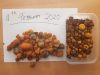 OX/COW Gallstones