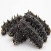 Top Quality Dried Wild Sea Cucumber Competitive / sand fish sea cucumber