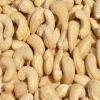 High Quality Organic W320/WS/WSP Raw Cashew Nut Factory Wholesale Price Vietnam