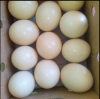 Eggs for sale