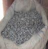 Fresh and Dried Cotton Seeds Cottonseed