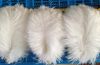 Ostrich feathers for sale