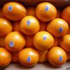 Fresh Citrus Fruits, Valencia Oranges & Lemons high quality