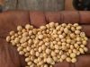 High Quality Non GMO Yellow Soybeans - Soybeans /Soya Bean (8.0mm) with High Quality