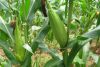 20 hectares of fresh  yellow corn maize