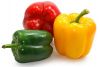 Bell Pepper Capsicum