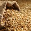 animal feed barley sale