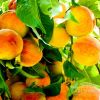 Apricot fruit