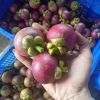 mangosteen fruit