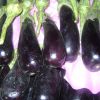 Eggplant