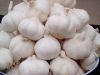 Super Fresh Pure White Garlic