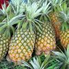 Grade A Fresh Pineapples