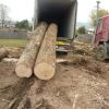 Cheap Kosso/ Doussie / Sapelli / Tali / Teak / Pachyloba Wood Logs - Hight Quality And Best Wood Logs