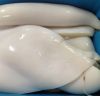 Frozen Giant Squid Fillet