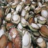 Frozen or Fresh Abalone for sale
