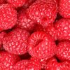 Fresh Raspberry