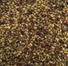 High Quality Forage Berseem Red Clover Seed , on edible Seed, Carrot Seeds , 
