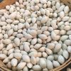 Ginkgo Nuts Good Quality forte Nuts Peeled raw dried Quality Raw Ginkgo Nuts / Kernels with shell and Without shell