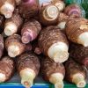 Wholesale fresh taro / Fresh Coco yams stock available