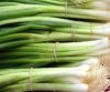 South Africa Fist Grade and Quality Fresh Scallion