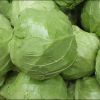 Fresh cabbage international market price