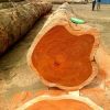 Teak Wood / Oak Wood Logs For Sale At Affordable Prices