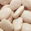 Best Large white lima Beans