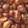 High Quality Fresh Chestnut Organic Peeled Roasted Chestnut
